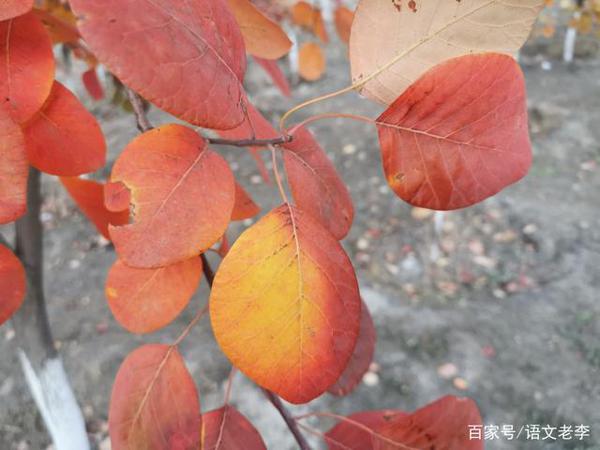部编版九年级作文审题,只要突破首号关键词,你就会豁然开朗 5