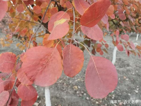 部编版九年级作文审题,只要突破首号关键词,你就会豁然开朗 4