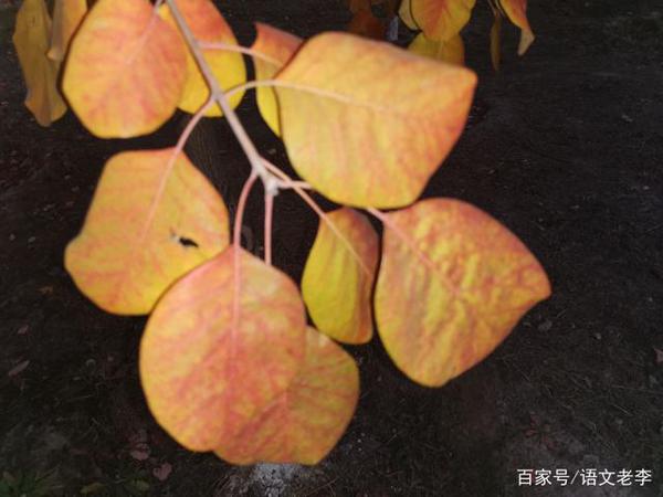 部编版九年级作文审题,只要突破首号关键词,你就会豁然开朗 3