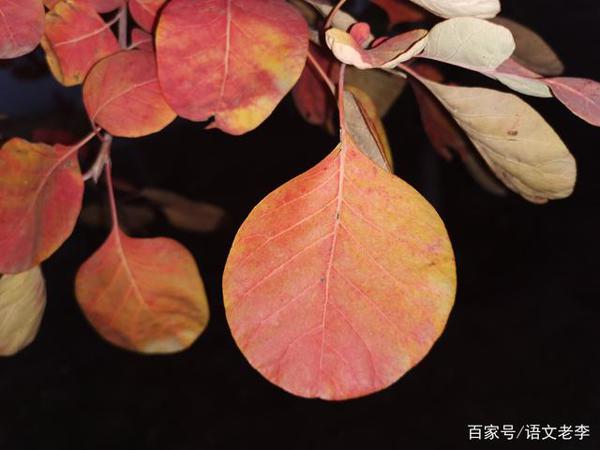 部编版九年级作文审题,只要突破首号关键词,你就会豁然开朗 2