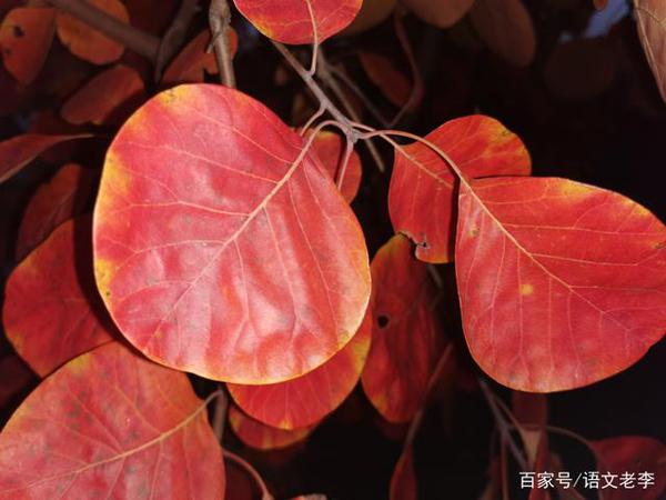 部编版九年级作文审题,只要突破首号关键词,你就会豁然开朗