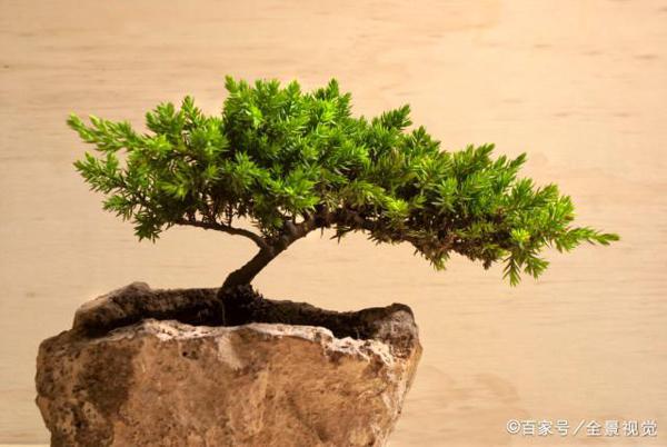 武汉中学生作文:《在空中飞舞的窗帘》 3