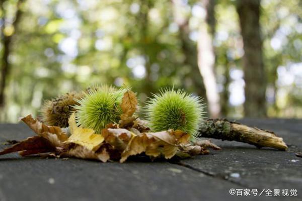 武汉中学生作文:《在空中飞舞的窗帘》 2